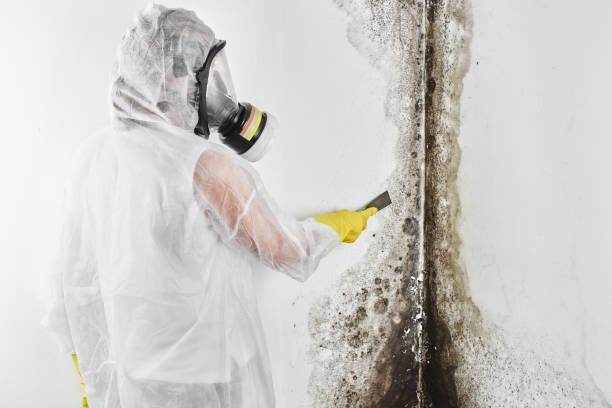 Trusted Russellville, AL Mold Remediation Experts