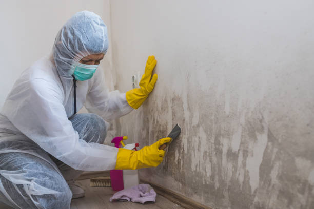 Best Black Mold Remediation in Russellville, AL