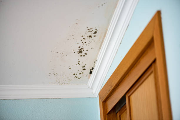 Reliable Russellville, AL Mold Remediation Solutions