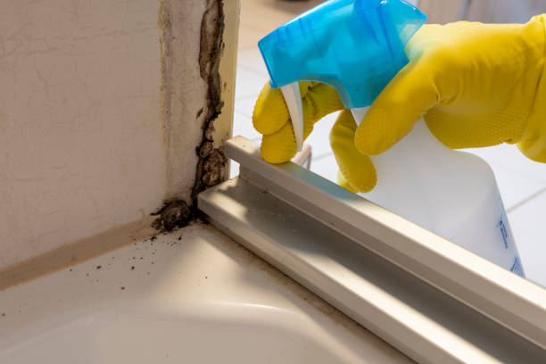 Best Kitchen Mold Remediation in Russellville, AL