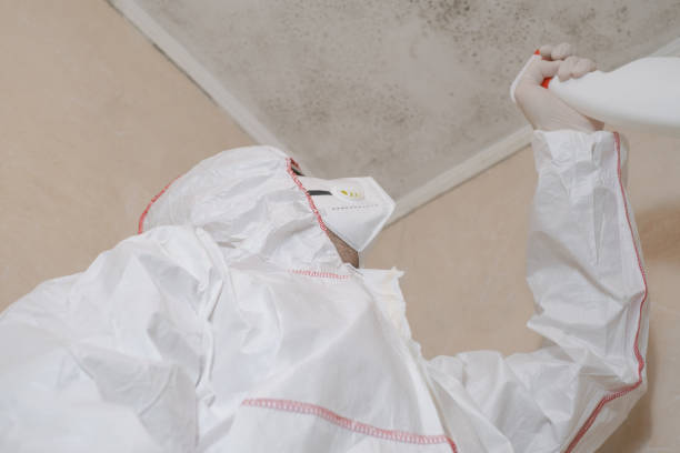 Best Residential Mold Remediation in Russellville, AL