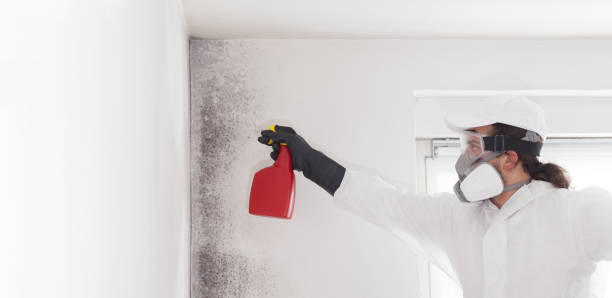 Best Industrial Mold Remediation in Russellville, AL