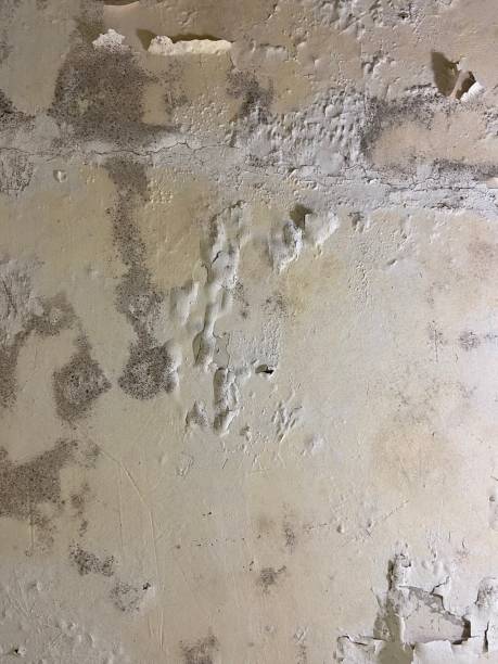 Best Black Mold Remediation in Russellville, AL