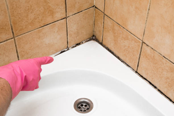 Best DIY Mold Remediation Support Services in Russellville, AL